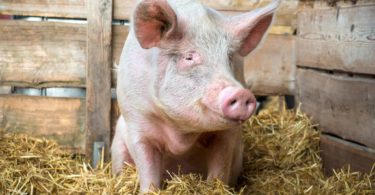 как зарезать поросенка