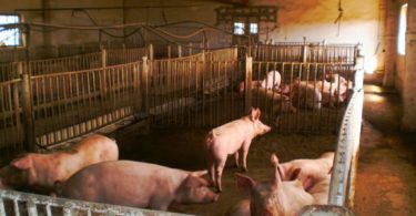 свинарник своими руками