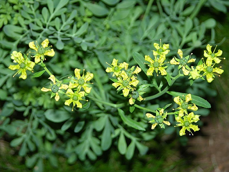 пряные травы на огороде перечень