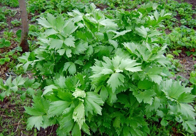 травы приправы