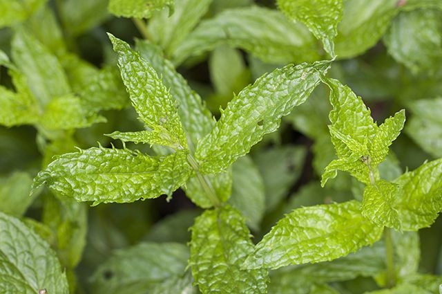 трава похожая на петрушку