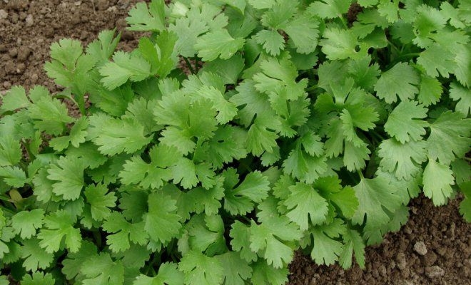 пряные травы на огороде перечень