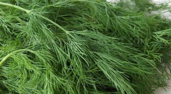 пряные травы фото с названиями