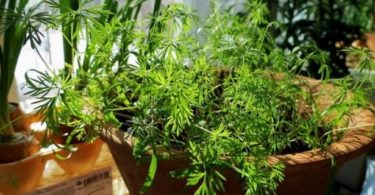 укроп из семян на подоконнике