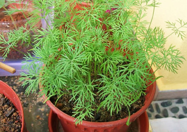 посадить укроп дома