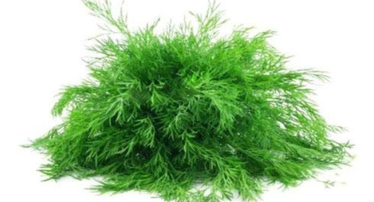 посадить укроп дома