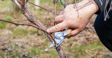 Уход за виноградом осенью