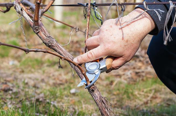 уход за виноградом осенью подготовка к зиме