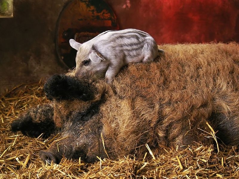 порода свиней венгерская мангалица