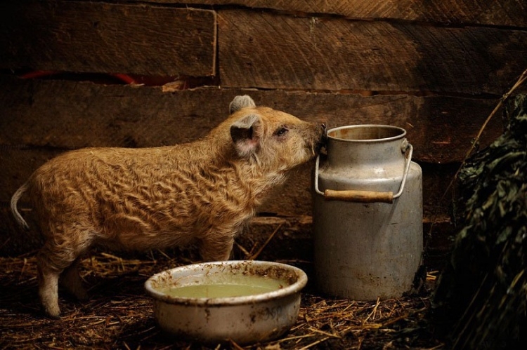 венгерские поросята