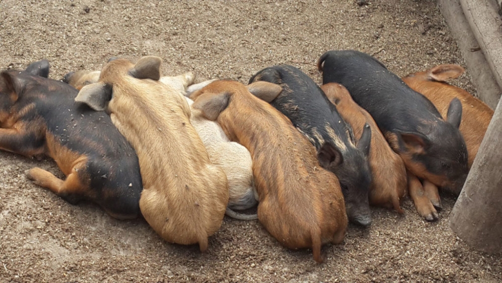 поросята мангалица