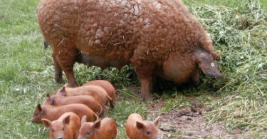 Порода свиней Мангалица