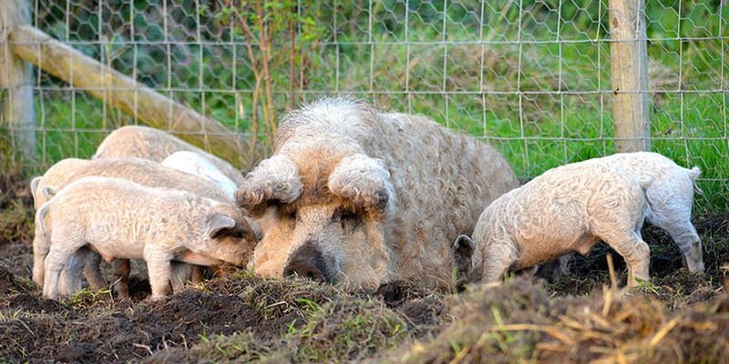 мангалица порода свиней