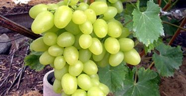 сорт винограда Аркадия