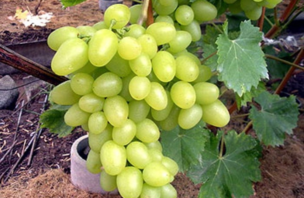 виноград аркадия описание сорта фото