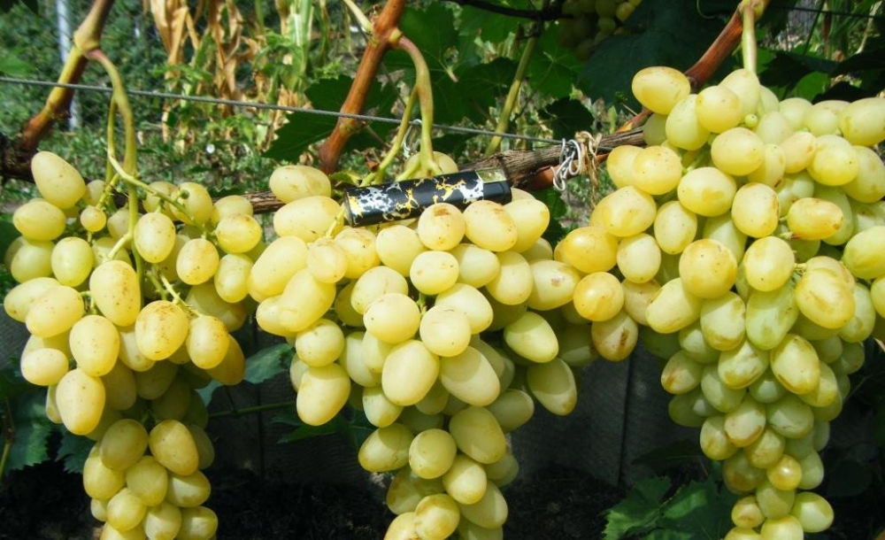 виноград аркадия описание сорта фото