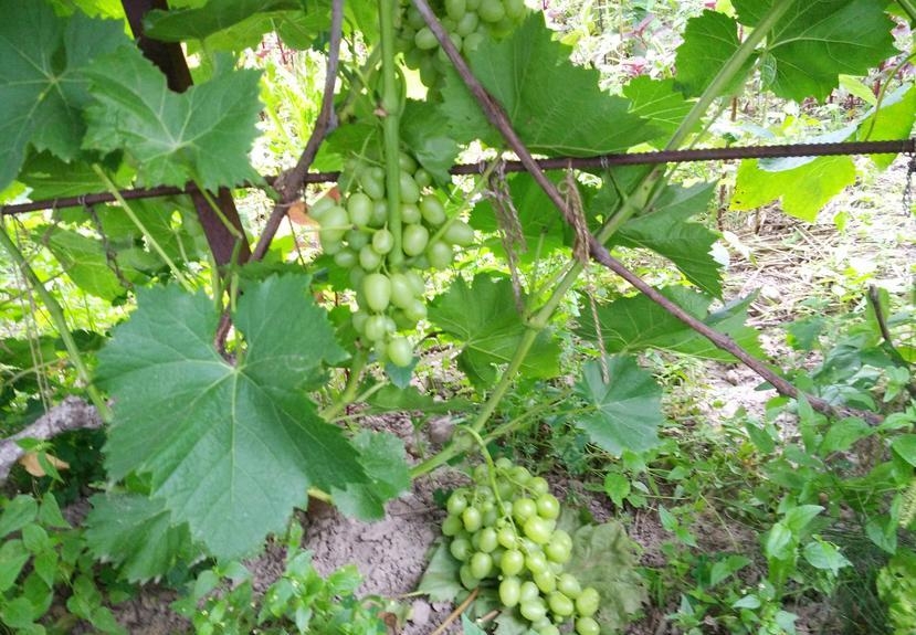 виноград аркадия описание сорта фото