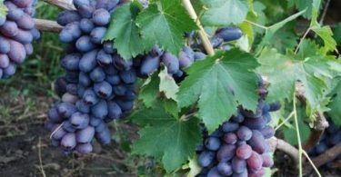 сорт винограда Байконур