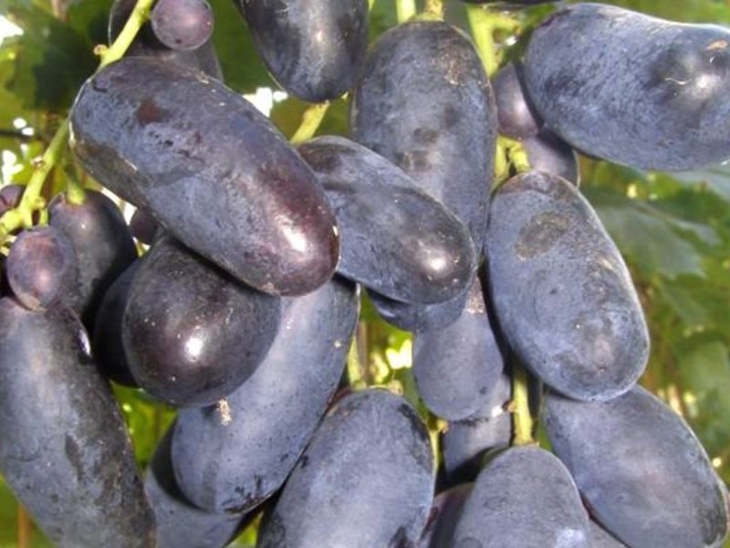 виноград байконур описание сорта фото