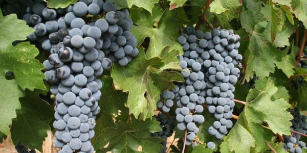 виноград кардинал описание сорта фото