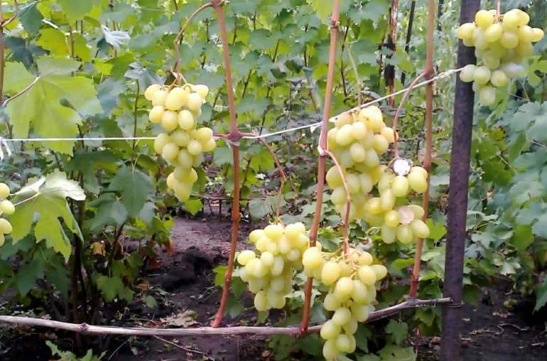 виноград ландыш описание сорта фото