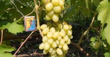 сорт винограда Ландыш