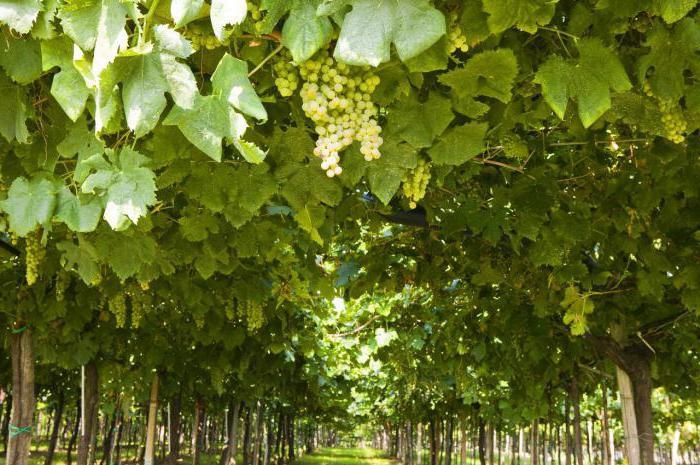 виноград лора описание сорта фото