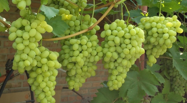 виноград лора описание сорта фото