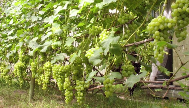 виноград лора описание сорта фото