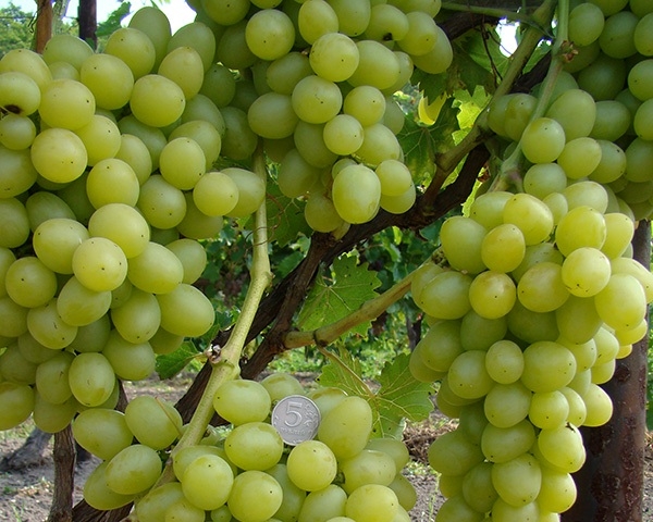 виноград лора описание сорта фото