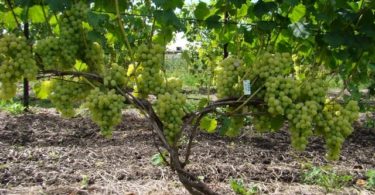 сорт винограда Лора