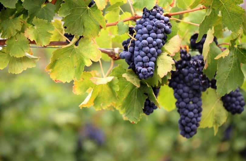 какой виноград полезнее черный или зеленый
