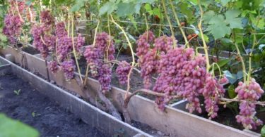 сорт винограда Преображение