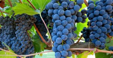 сорт винограда Руслан