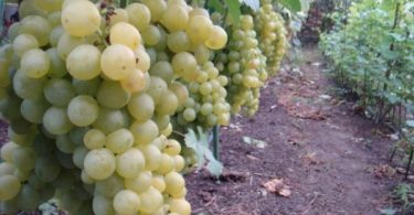 виноград Супер экстра