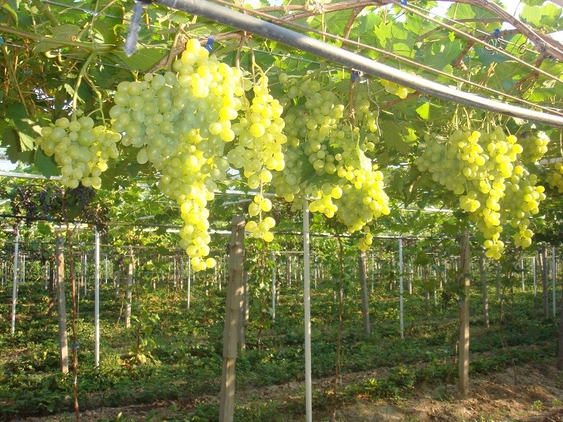 виноград супер экстра описание сорта фото