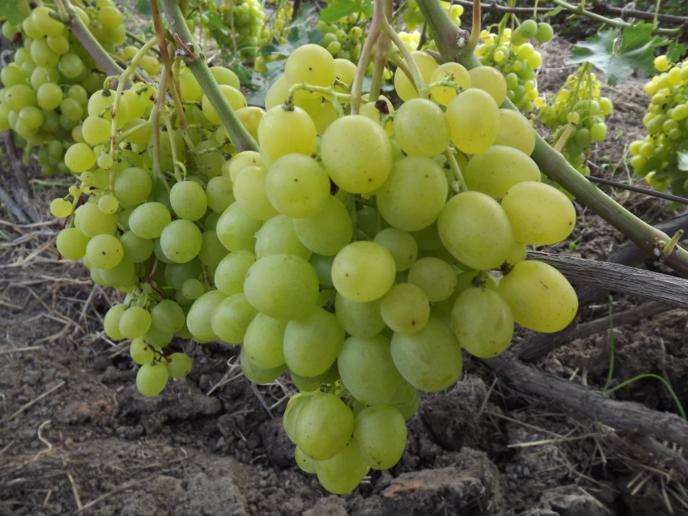 виноград супер экстра описание сорта фото