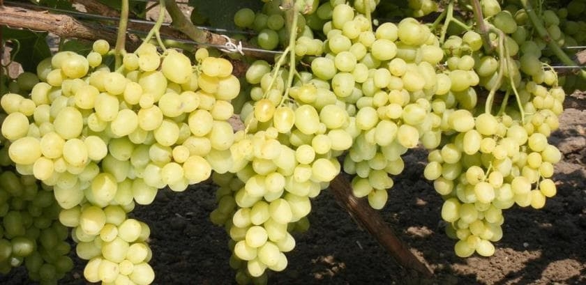 виноград супер экстра описание сорта фото