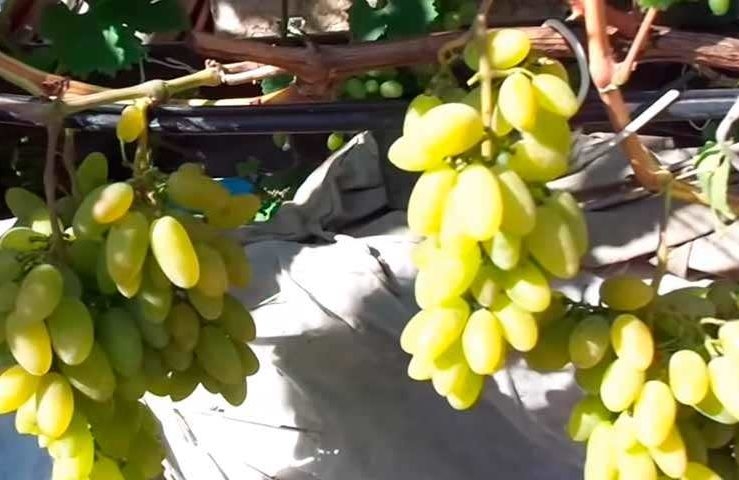 виноград тимур розовый