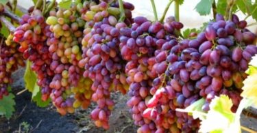 сорт винограда Тимур