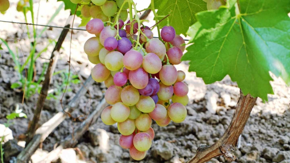 виноград виктор описание сорта фото