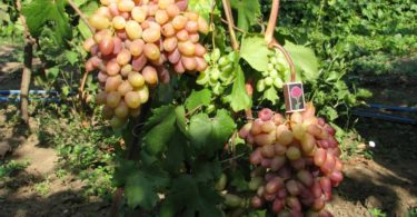 сорт винограда Виктор