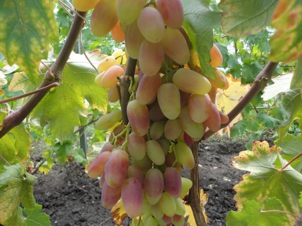 виноград виктор описание сорта фото