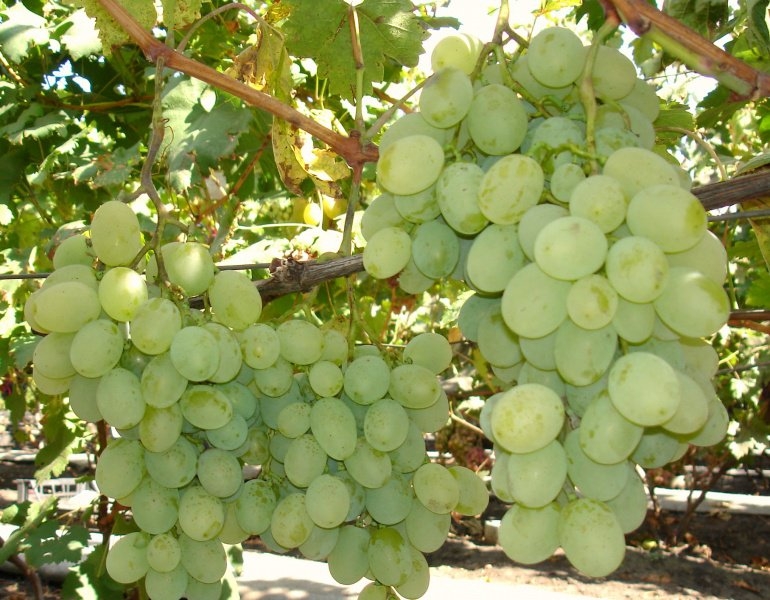 виноград восторг описание сорта фото