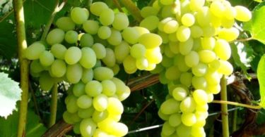 сорт винограда Восторг