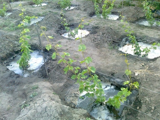 виноград юбилей новочеркасска описание сорта фото