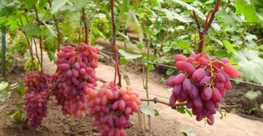 виноград Юбилей Новочеркасска