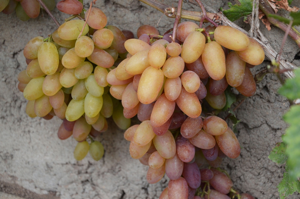 виноград юбилей новочеркасска описание сорта фото