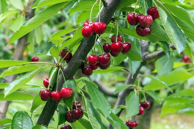 вишня польза и вред для здоровья