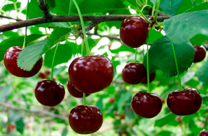 вишня польза и вред для здоровья